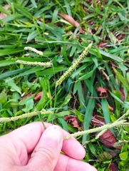 Paspalum dilatatum