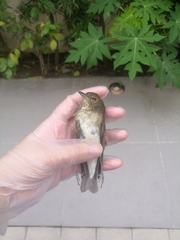 Passeriformes
