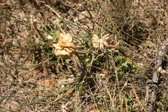 Dimorphotheca acutifolia