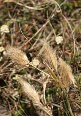 Geochloa rufa