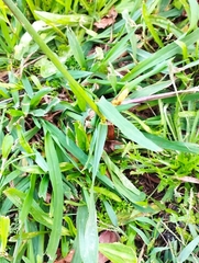 Paspalum dilatatum