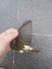 Passeriformes