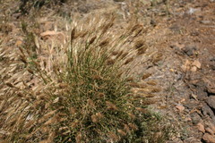Geochloa rufa
