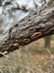 Aleurodiscus amorphus