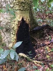 Olea capensis macrocarpa