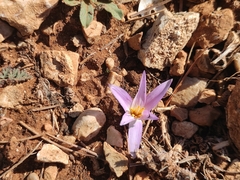 Colchicum filifolium