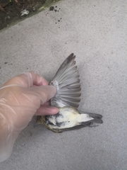 Passeriformes