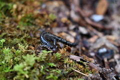 Plethodon caddoensis