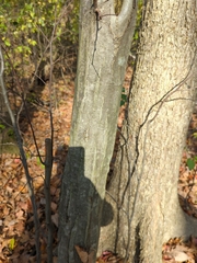 Carpinus caroliniana