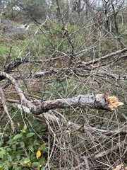 Aleurodiscus amorphus