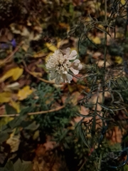 Scabiosa ochroleuca