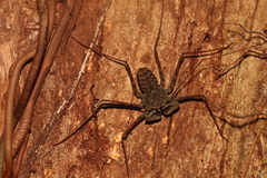 Paraphrynus laevifrons