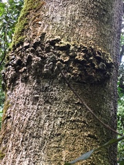 Olea capensis macrocarpa