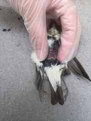 Passeriformes