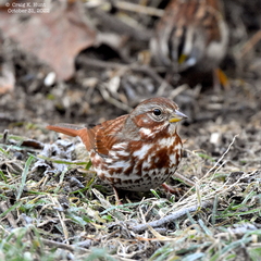 Passerella iliaca iliaca