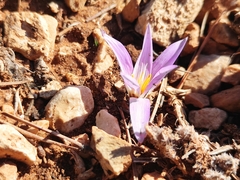 Colchicum filifolium