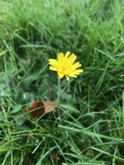 Pilosella officinarum