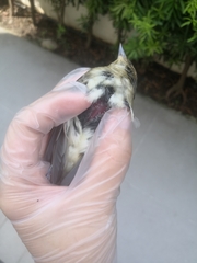 Passeriformes