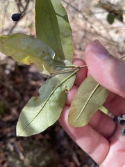 Ligustrum obtusifolium