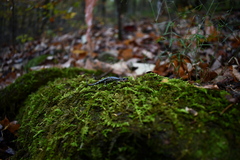Plethodon caddoensis
