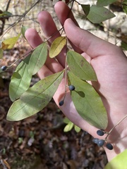 Ligustrum obtusifolium