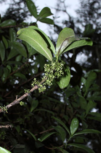 Kadua axillaris