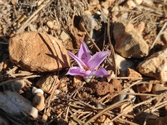 Colchicum filifolium