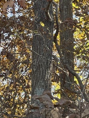 Carya tomentosa