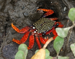 Goniopsis pulchra