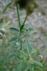 Medicago