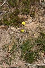 Ixia aurea