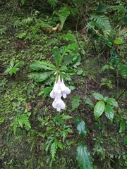 Mazus fauriei