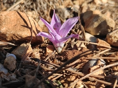Colchicum filifolium