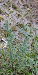 Medicago