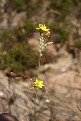 Ixia aurea