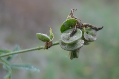 Medicago