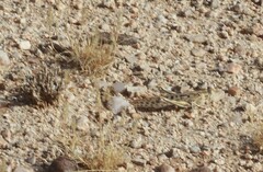 Schistocerca gregaria flaviventris