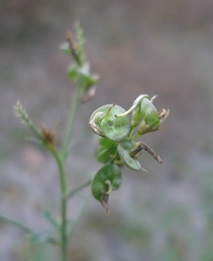 Medicago