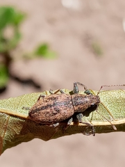 Naupactus versatilis