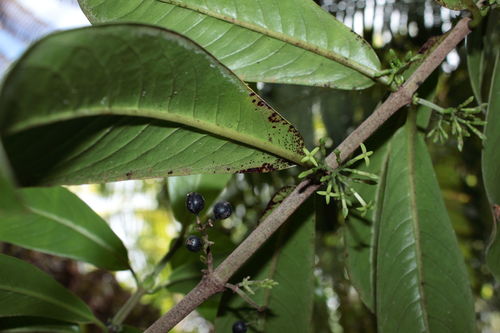 Kadua axillaris