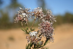 Serruria gremialis