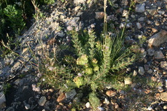 Serruria gremialis