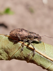 Naupactus versatilis