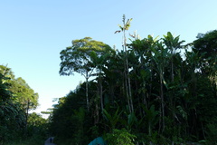 Phenakospermum guyannense