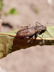 Naupactus versatilis