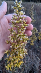 Solidago speciosa