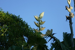 Phenakospermum guyannense
