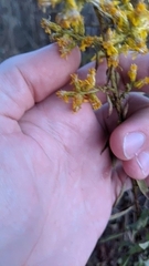 Solidago speciosa