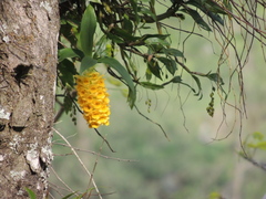 Dendrobium densiflorum