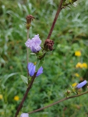 Cichorium intybus